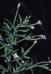Epilobium coloratum Biehler