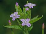 Epilobium coloratum Biehler