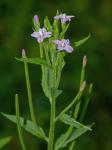 Epilobium coloratum Biehler