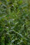 Epilobium coloratum Biehler