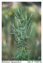 Epilobium leptophyllum Raf.