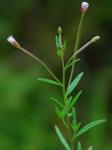 Epilobium leptophyllum Raf.