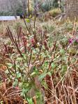 Epilobium parviflorum Schreber