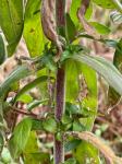 Epilobium parviflorum Schreber