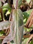 Epilobium parviflorum Schreber