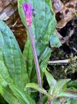 Epilobium parviflorum Schreber