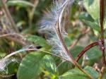 Epilobium parviflorum Schreber