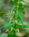 Epipactis helleborine (L.) Crantz