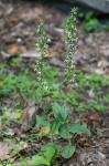Epipactis helleborine (L.) Crantz
