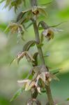 Epipactis helleborine (L.) Crantz