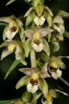 Epipactis helleborine (L.) Crantz