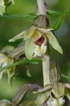 Epipactis helleborine (L.) Crantz