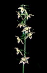 Epipactis helleborine (L.) Crantz