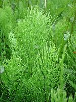 Equisetum arvense L.