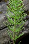 Equisetum arvense L.