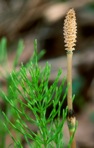 Equisetum arvense L.
