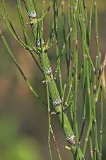 Equisetum fluviatile L.