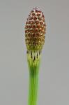 Equisetum fluviatile L.