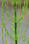 Equisetum fluviatile L.