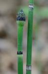 Equisetum praealtum Rafinesque