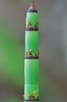 Equisetum praealtum Rafinesque