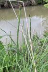 Equisetum laevigatum A. Braun