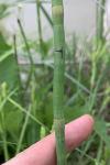 Equisetum laevigatum A. Braun