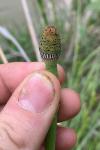 Equisetum laevigatum A. Braun