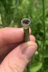 Equisetum laevigatum A. Braun