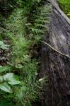 Equisetum sylvaticum L.