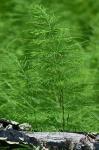 Equisetum sylvaticum L.