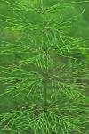 Equisetum sylvaticum L.
