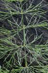 Equisetum sylvaticum L.