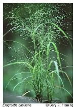Eragrostis capillaris (L.) Nees