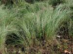 Eragrostis curvula (Schrad.) Nees