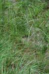 Eragrostis curvula (Schrad.) Nees