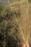 Eragrostis hirsuta (Michx.) Nees