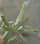 Eragrostis hypnoides (Lam.) B.S.P.