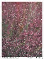 Eragrostis spectabilis (Pursh) Steud.