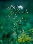 Erechtites hieraciifolius (L.) Raf. ex DC.