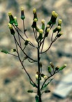 Erechtites hieraciifolius (L.) Raf. ex DC.