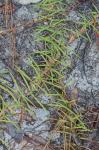 Eremochloa ophiuroides (Munro) Hack.