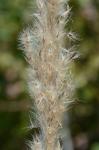 Erianthus alopecuroides (L.) Ell.
