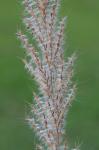 Erianthus contortus Ell.