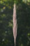Erianthus coarctatus Fernald