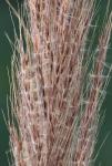 Erianthus coarctatus Fernald