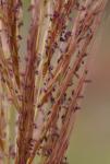 Erianthus coarctatus Fernald