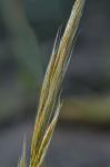 Erianthus strictus Baldwin