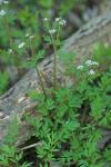 Erigenia bulbosa (Michx.) Nutt.