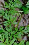 Erigenia bulbosa (Michx.) Nutt.